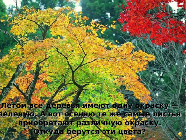 Летом все деревья имеют одну окраску — зеленую. А вот осенью те же самые листья приобретают различную окраску. Откуда берутся эти цвета?