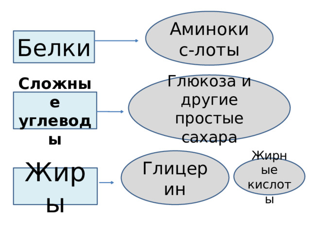 Аминокис-лоты Белки Глюкоза и другие простые сахара Сложные углеводы Глицерин Жирные кислоты Жиры