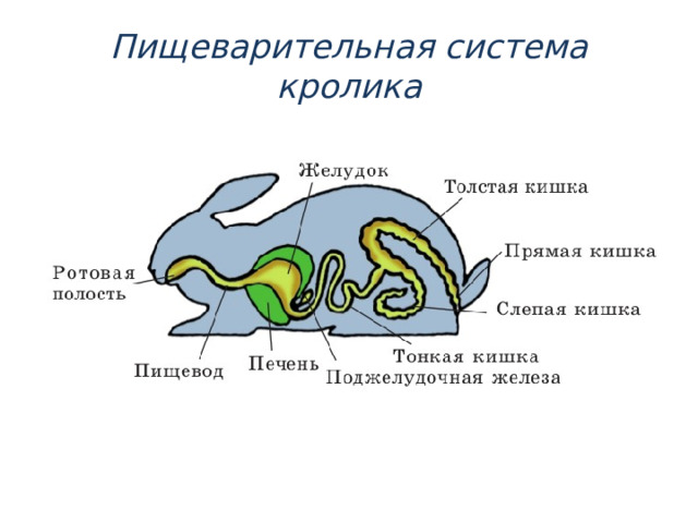 Пищеварительная система кролика