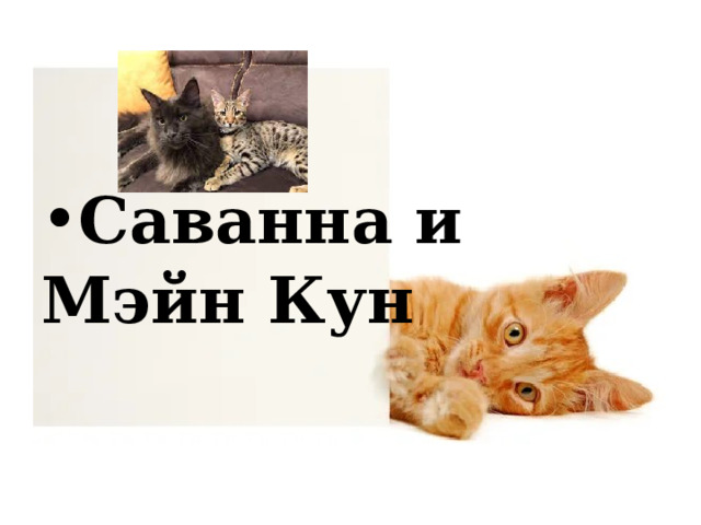 Саванна и Мэйн Кун