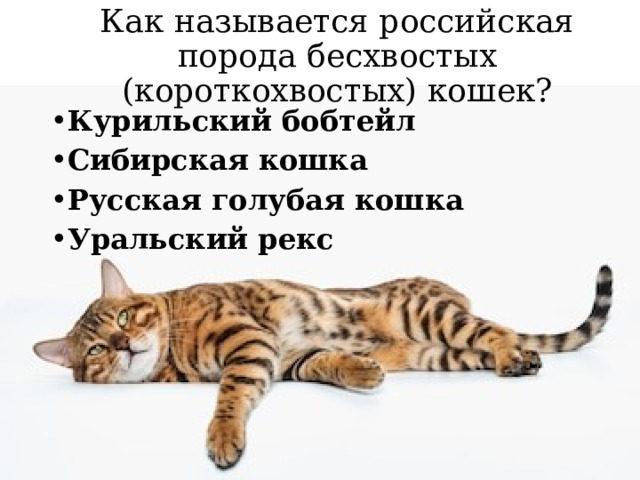 Как называется российская порода бесхвостых (короткохвостых) кошек?