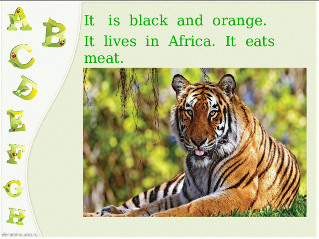 It is black and orange. It lives in Africa. It eats meat.