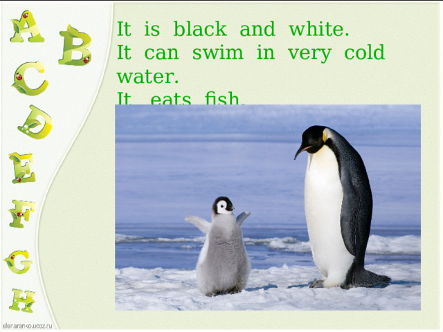 It is black and white.  It can swim in very cold water.  It eats fish.