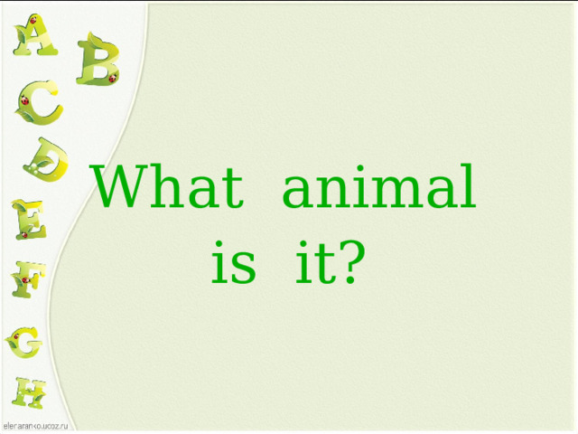 What animal is it?