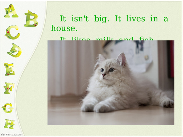 .  It isn't big. It lives in a house.  It likes milk and fish.