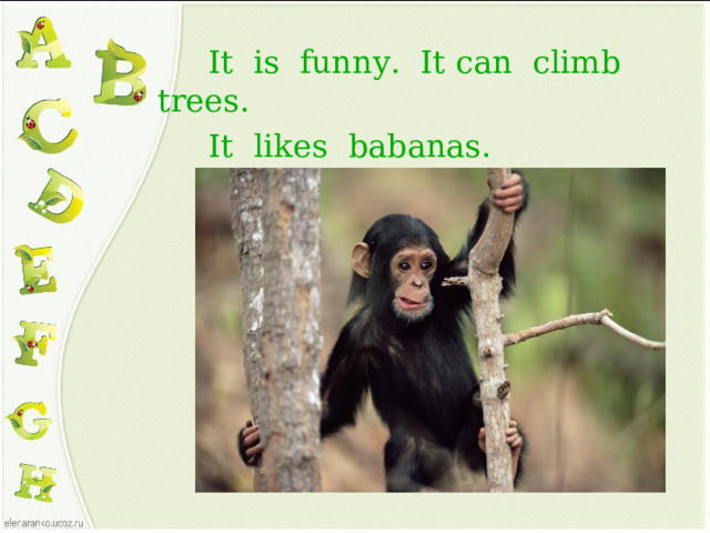 It is funny. It can climb trees.  It likes babanas.