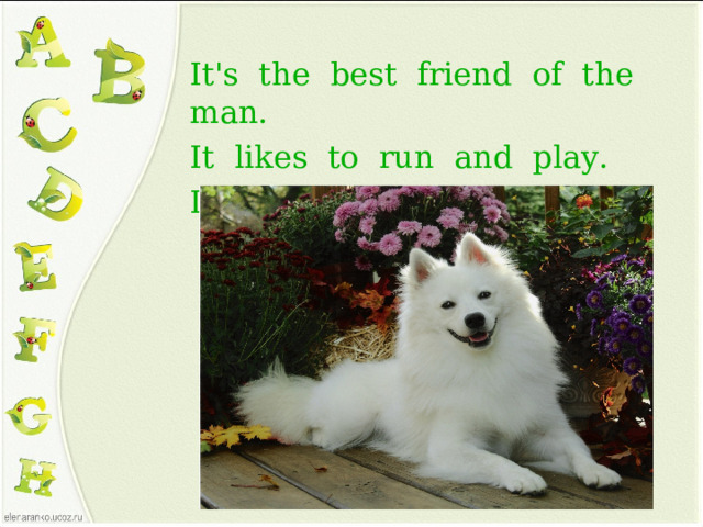 It's the best friend of the man. It likes to run and play. It doesn't like cats.