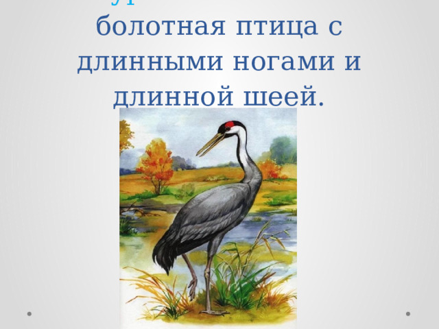 Журавль – большая болотная птица с длинными ногами и длинной шеей.