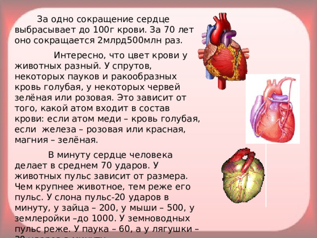 За одно сокращение сердце выбрасывает до 100г крови. За 70 лет оно сокращается 2млрд500млн раз.  Интересно, что цвет крови у животных разный. У спрутов, некоторых пауков и ракообразных кровь голубая, у некоторых червей зелёная или розовая. Это зависит от того, какой атом входит в состав крови: если атом меди – кровь голубая, если железа – розовая или красная, магния – зелёная.  В минуту сердце человека делает в среднем 70 ударов. У животных пульс зависит от размера. Чем крупнее животное, тем реже его пульс. У слона пульс-20 ударов в минуту, у зайца – 200, у мыши – 500, у землеройки –до 1000. У земноводных пульс реже. У паука – 60, а у лягушки – 30 ударов в минуту.
