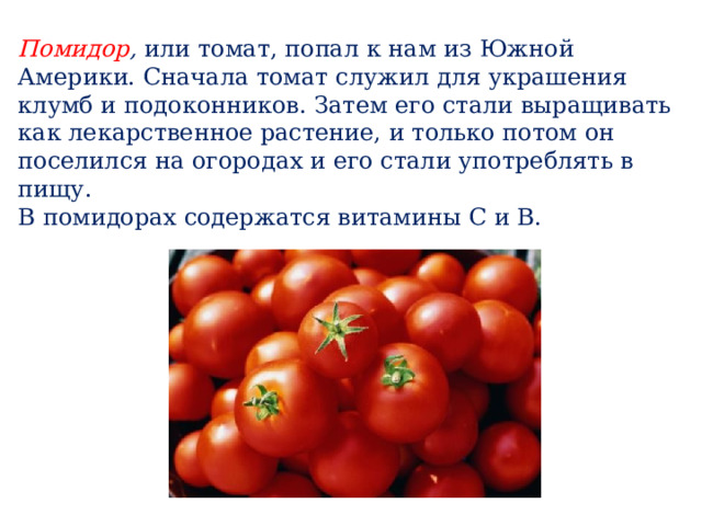 Помидор , или томат, попал к нам из Южной Америки. Сначала томат служил для украшения клумб и подоконников. Затем его стали выращивать как лекарственное растение, и только потом он поселился на огородах и его стали употреблять в пищу. В помидорах содержатся витамины С и В.