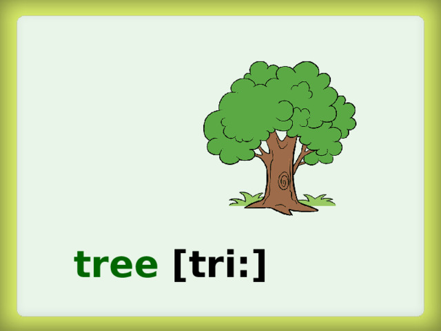 tree  [tri:]