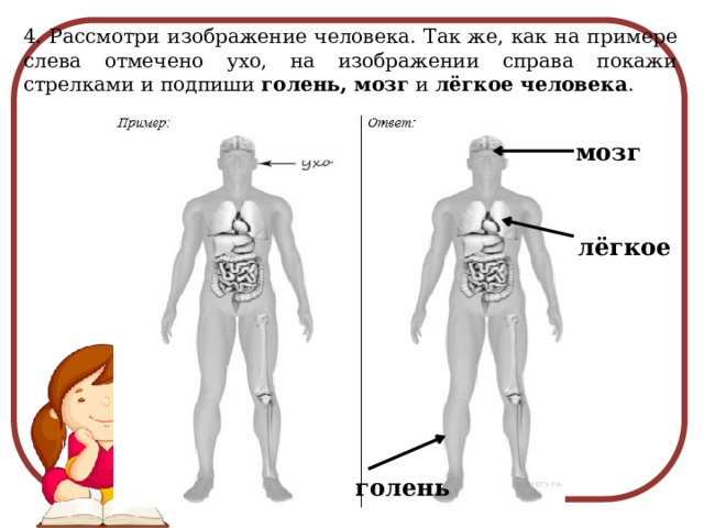 4. Рассмотри изображение человека. Так же, как на примере слева отмечено ухо, на изображении справа покажи стрелками и подпиши голень, мозг и лёгкое человека . мозг лёгкое голень