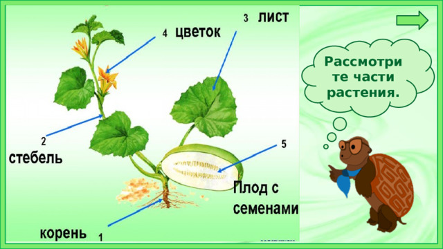 Рассмотрите части растения.