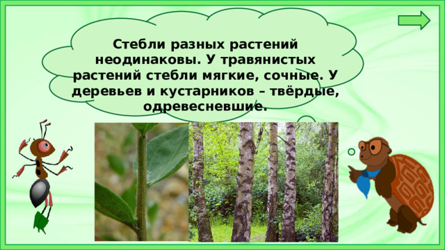 Стебли разных растений неодинаковы. У травянистых растений стебли мягкие, сочные. У деревьев и кустарников – твёрдые, одревесневшие.