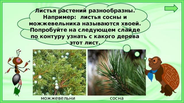 Листья растений разнообразны. Например:  листья сосны и можжевельника называются хвоей. Попробуйте на следующем слайде по контуру узнать с какого дерева этот лист.   можжевельник сосна