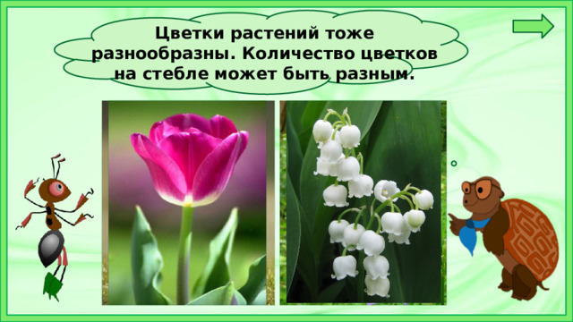 Цветки растений тоже разнообразны. Количество цветков на стебле может быть разным.