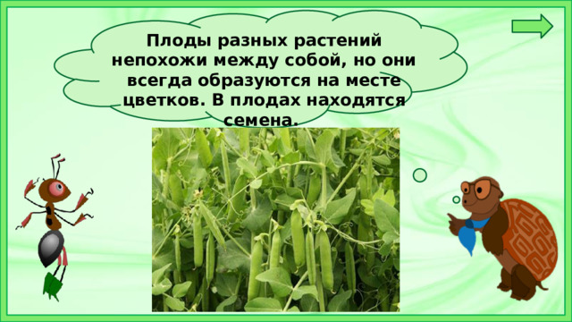 Плоды разных растений непохожи между собой, но они всегда образуются на месте цветков. В плодах находятся семена.