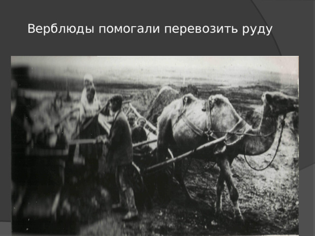 Верблюды помогали перевозить руду