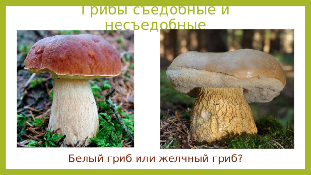 Грибы съедобные и несъедобные Белый гриб или желчный гриб?