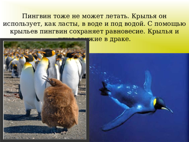 Пингвин тоже не может летать. Крылья он использует, как ласты, в воде и под водой. С помощью крыльев пингвин сохраняет равновесие. Крылья и клюв оружие в драке.