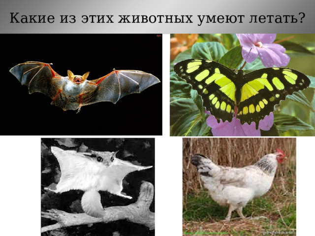 Какие из этих животных умеют летать?