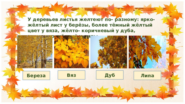 У деревьев листья желтеют по- разному: ярко-жёлтый лист у берёзы, более тёмный жёлтый цвет у вяза, жёлто- коричневый у дуба, золотисто-жёлтый у липы. Вяз Дуб Береза Липа