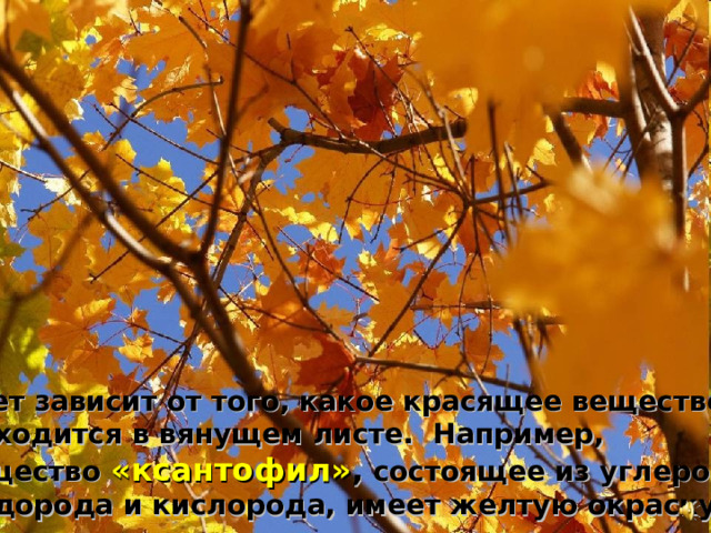 Цвет зависит от того, какое красящее вещество  находится в вянущем листе. Например, вещество «ксантофил» , состоящее из углерода,  водорода и кислорода, имеет желтую окраску.