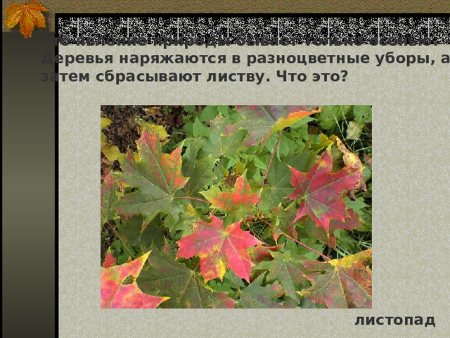 Это явление природы бывает только осенью. Деревья наряжаются в разноцветные уборы, а затем сбрасывают листву. Что это? листопад