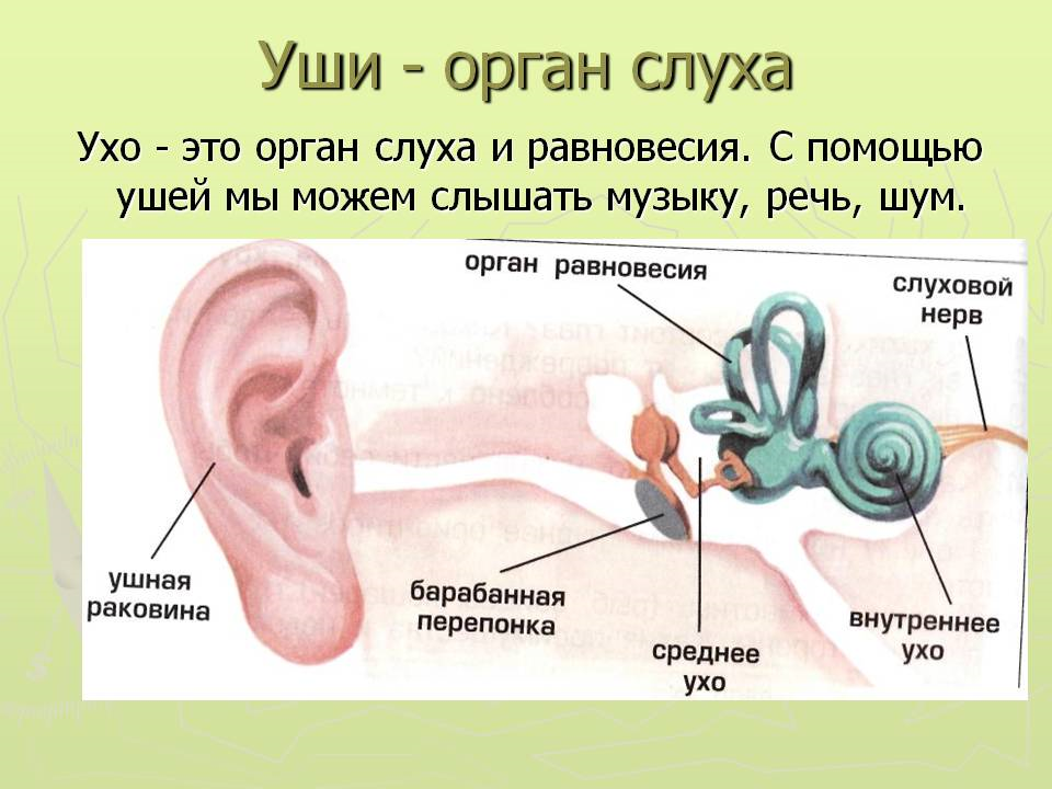 Презентация строение органа слуха 8 класс биология