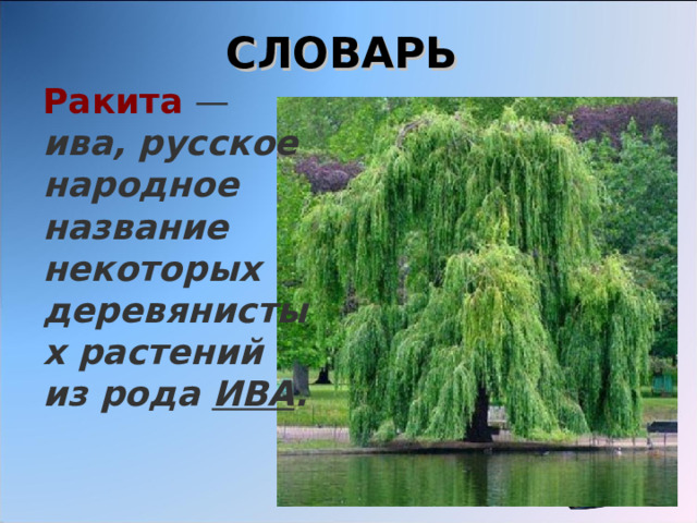 СЛОВАРЬ Ракита  — ива, русское народное название некоторых деревянистых растений из рода ИВА .