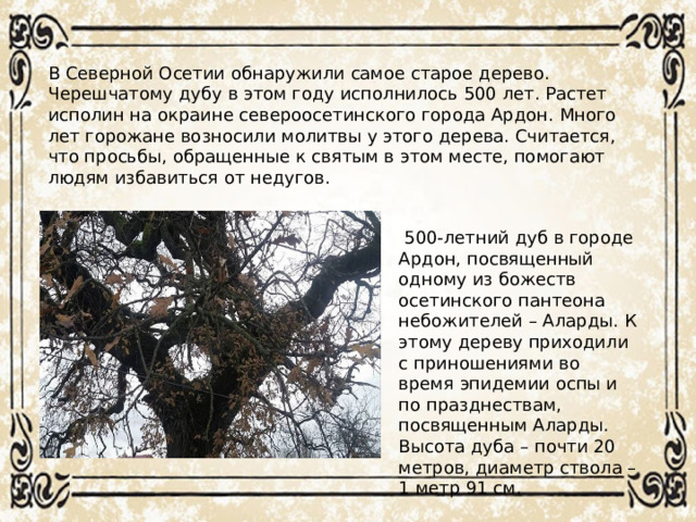 В Северной Осетии обнаружили самое старое дерево. Черешчатому дубу в этом году исполнилось 500 лет. Растет исполин на окраине североосетинского города Ардон. Много лет горожане возносили молитвы у этого дерева. Считается, что просьбы, обращенные к святым в этом месте, помогают людям избавиться от недугов.  500-летний дуб в городе Ардон, посвященный одному из божеств осетинского пантеона небожителей – Аларды. К этому дереву приходили с приношениями во время эпидемии оспы и по празднествам, посвященным Аларды. Высота дуба – почти 20 метров, диаметр ствола – 1 метр 91 см.