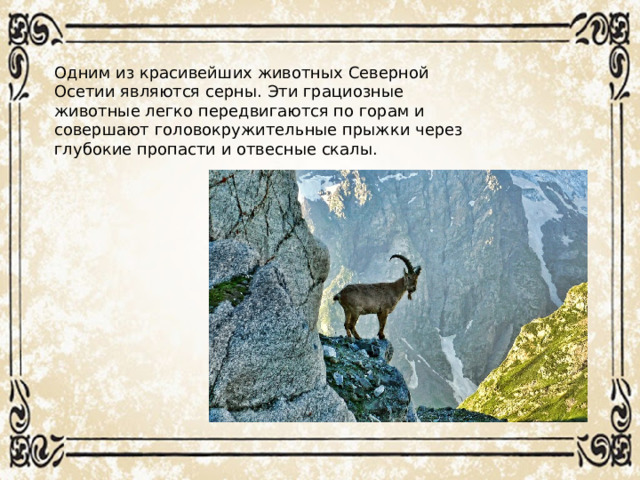 Одним из красивейших животных Северной Осетии являются серны. Эти грациозные животные легко передвигаются по горам и совершают головокружительные прыжки через глубокие пропасти и отвесные скалы.