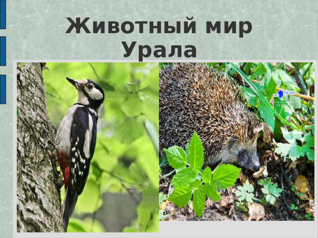 Животный мир Урала