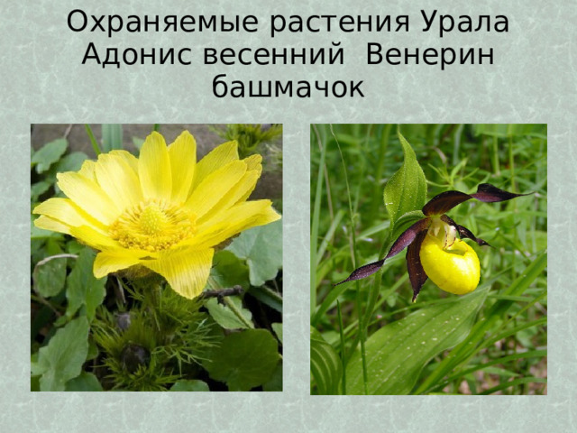 Охраняемые растения Урала  Адонис весенний Венерин башмачок