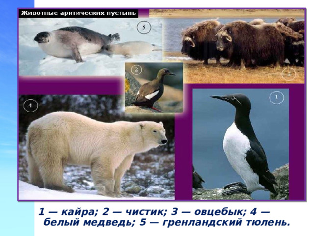 1 — кайра; 2 — чистик; 3 — овцебык; 4 — белый медведь; 5 — гренландский тюлень.