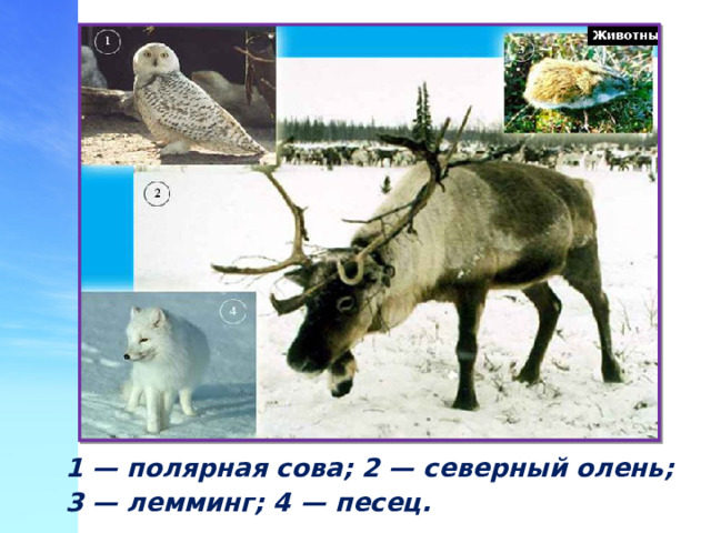 Животные тундры 1 — полярная сова; 2 — северный олень; 3 — лемминг; 4 — песец.