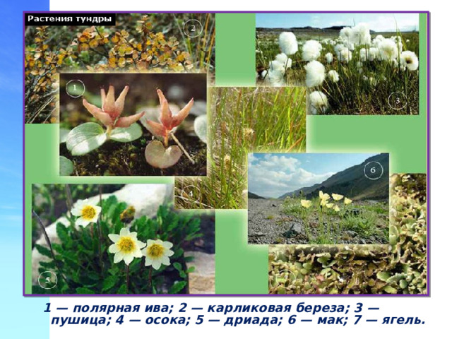 Растения тундры  1 — полярная ива; 2 — карликовая береза; 3 — пушица; 4 — осока; 5 — дриада; 6 — мак; 7 — ягель.