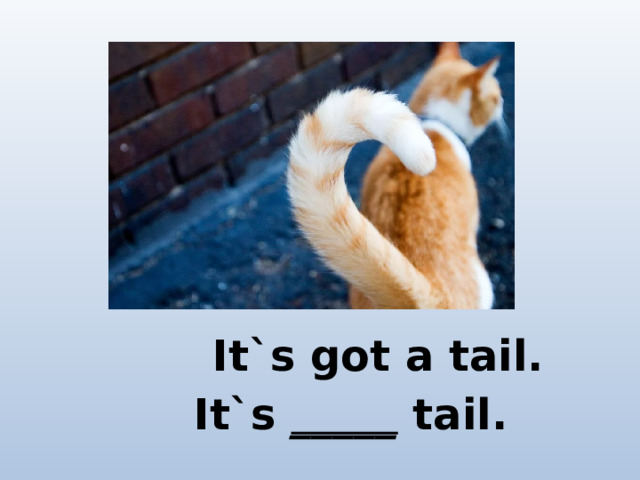 It`s got a tail. It`s _____ tail.