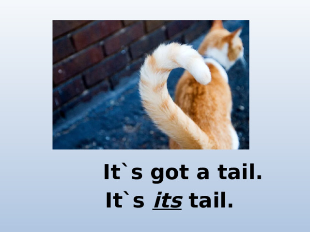 It`s got a tail. It`s its tail.