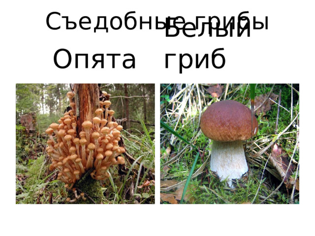 Съедобные грибы  Опята Белый гриб