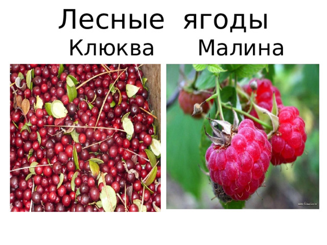 Лесные ягоды  Клюква  Малина