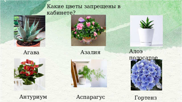 Какие цветы запрещены в кабинете? Алоэ полосатое Азалия Агава Антуриум Аспарагус Гортензия
