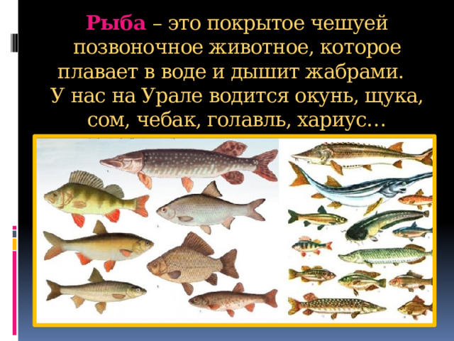Рыба   – это покрытое чешуей позвоночное животное, которое плавает в воде и дышит жабрами.   У нас на Урале водится окунь, щука, сом, чебак, голавль, хариус…