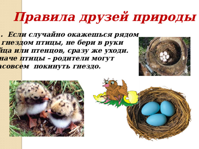Правила друзей природы  1 . Если случайно окажешься рядом  с гнездом птицы, не бери в руки яйца или птенцов, сразу же уходи. Иначе птицы – родители могут насовсем покинуть гнездо.