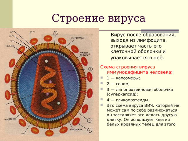 Строение вируса  Вирус после образования, выходя из лимфоцита, открывает часть его клеточной оболочки и упаковывается в неё . Схема строения вируса иммунодефицита человека: 1 — капсомеры; 2 — геном; 3 — липопротеиновая оболочка (суперкапсид); 4 — гликопротеиды. Это схема вируса ВИЧ, который не может сам по себе размножаться, он заставляет это делать другую клетку. Он использует клетки белых кровяных телец для этого.