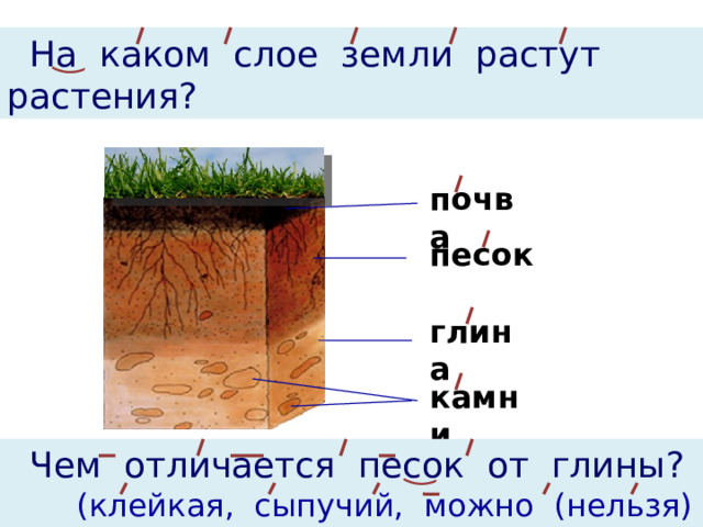 На каком слое земли растут растения? почва песок глина камни  Чем отличается песок от глины?  (клейкая, сыпучий, можно (нельзя) лепить)
