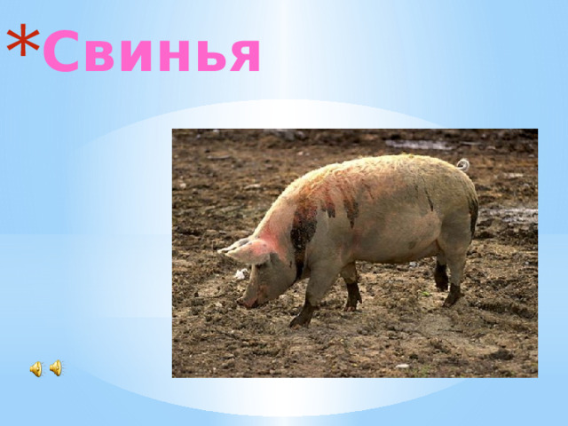 Свинья