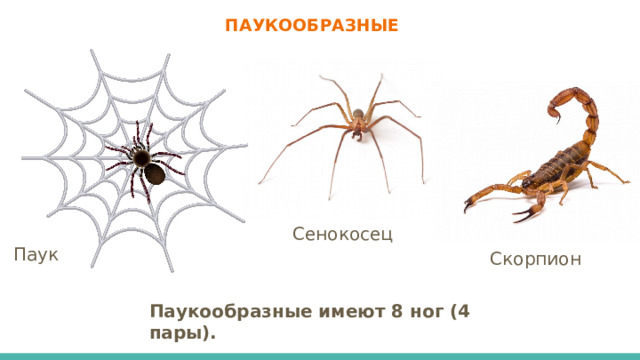 ПАУКООБРАЗНЫЕ Сенокосец Паук Скорпион Паукообразные имеют 8 ног (4 пары).