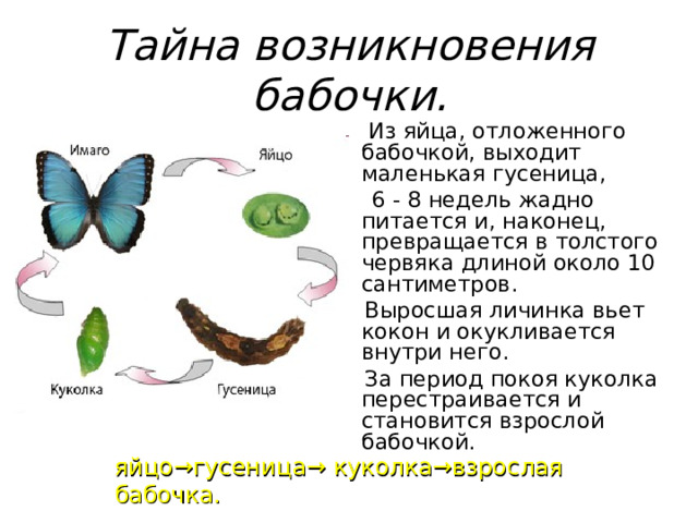 Тайна возникновения бабочки.  Из яйца, отложенного бабочкой, выходит маленькая гусеница,  6 - 8 недель жадно питается и, наконец, превращается в толстого червяка длиной около 10 сантиметров.  Выросшая личинка вьет кокон и окукливается внутри него.  За период покоя куколка перестраивается и становится взрослой бабочкой. яйцо→гусеница→ куколка→взрослая бабочка.