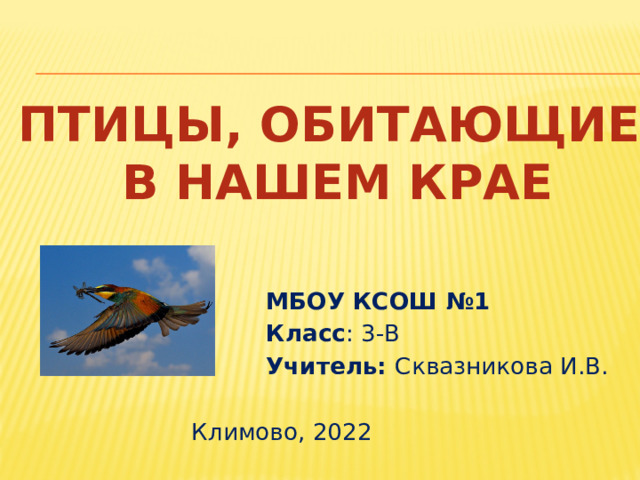 Птицы, обитающие  в нашем крае  МБОУ КСОШ №1  Класс : 3-В  Учитель: Сквазникова И.В. Климово, 2022